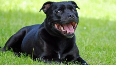 5 secrets to stop your Staffordshire Bull terrier pulling on a leash