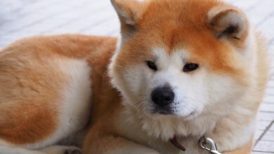 7 tips to train Akita to sit on the potty quickly