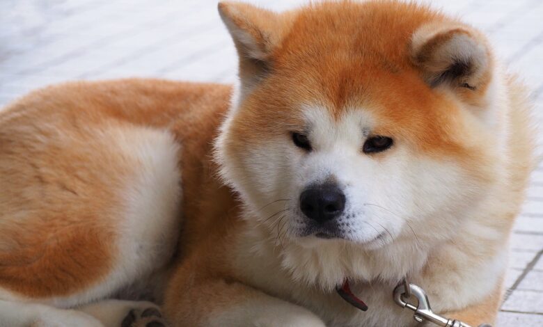 7 tips to train Akita to sit on the potty quickly