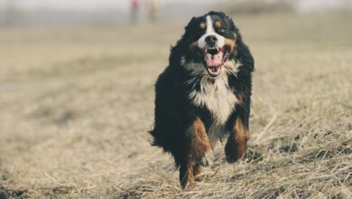 11 Secrets to Getting Your Bernese Mountain Dog to Come When Called