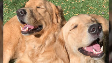 It's love at first sight for these smiling golden siblings