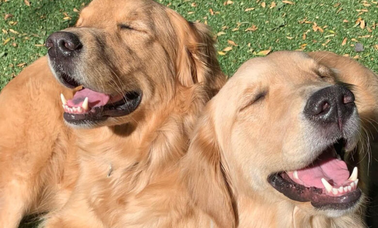 It's love at first sight for these smiling golden siblings