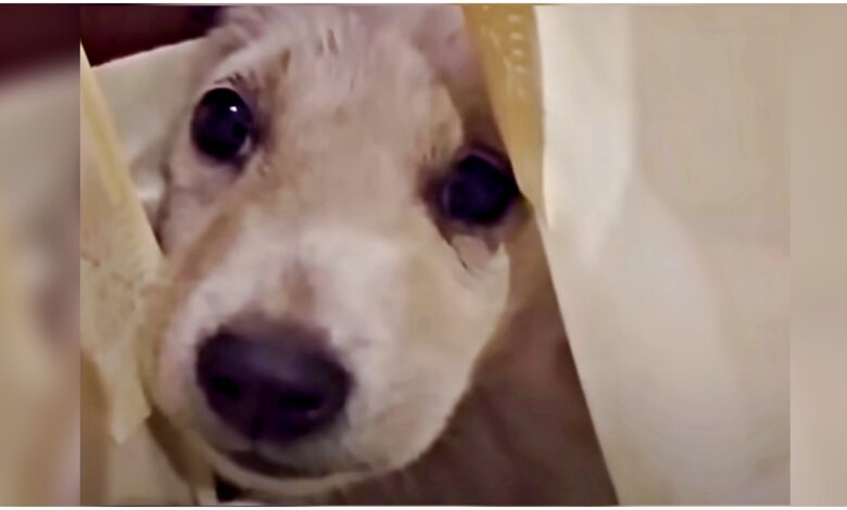 Angry stray puppy stuffed into shopping bag for attacking women