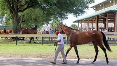 OBS Spring Sale Ends With $1.3 Million Into Mischief Colt