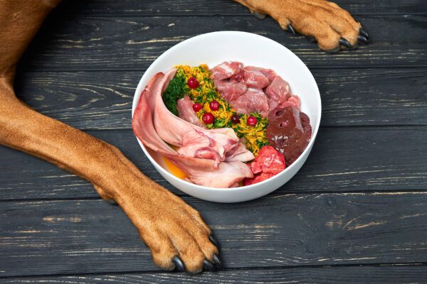 Can dogs eat raw meat?  - dog