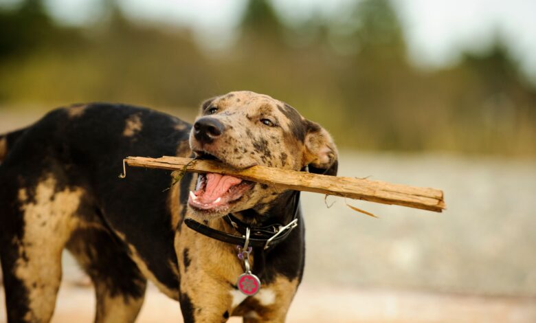 Playful Catahoula Leopard Dog Carrying Stick In Mouth