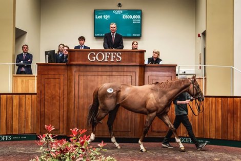 Goffs Breeze-Up Topper dies in a horrible accident