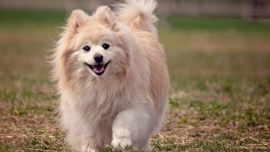 11 Secrets to Make Your Pomeranian Come When Called