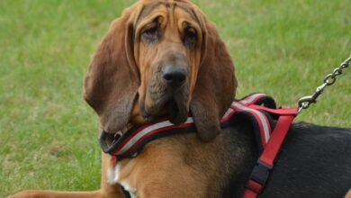 12 Best Probiotics for Bloodhounds