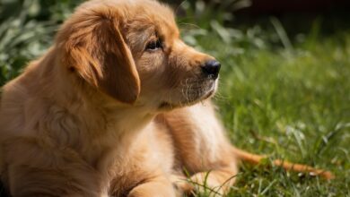 7 Strategies to Stop Protecting Your Golden Retriever's Resources