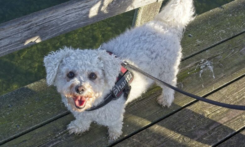 5 secrets to prevent your Bichon Frise from being pulled on a leash