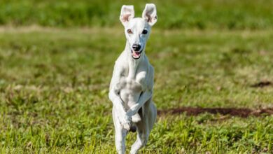 12 Best Probiotics for Whippets