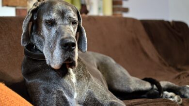 5 Secrets to Stop Your Great Dane from Pulling the Leash