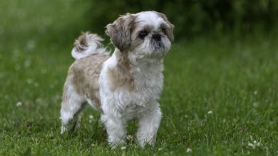 7 tips to train Shih Tzu to quickly sit on the potty