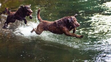 11 Secrets To Getting Your Chesapeake Bay Retriever To Come When Called