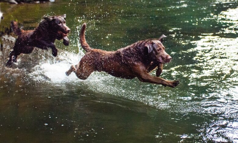 11 Secrets To Getting Your Chesapeake Bay Retriever To Come When Called