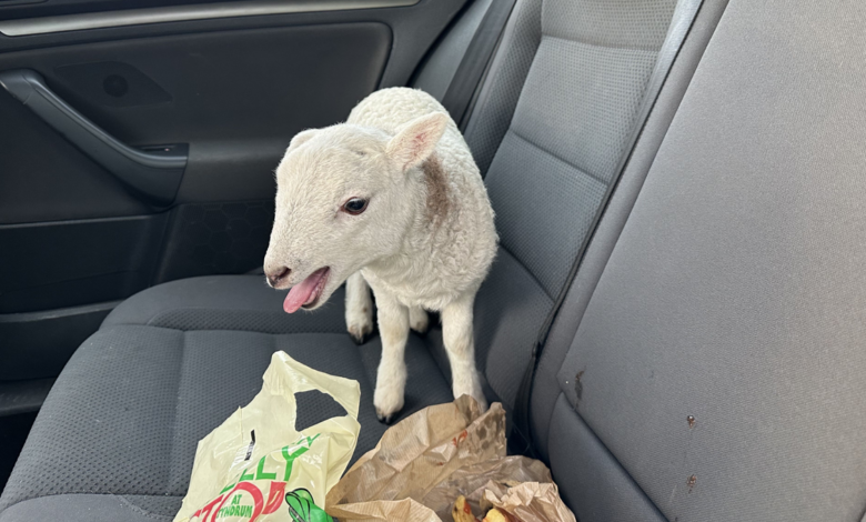 Police find adorable sheep and more than $12,000 worth of drugs while stopping traffic