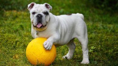 7 Strategies to Stop Protecting Your Bulldog's Resources