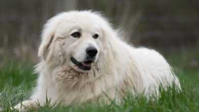 10 Best Dog Gates for Great Pyrenees