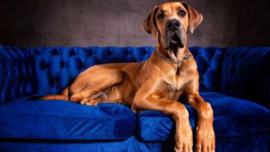 Top 5 Giant Dog Breeds – Dogster