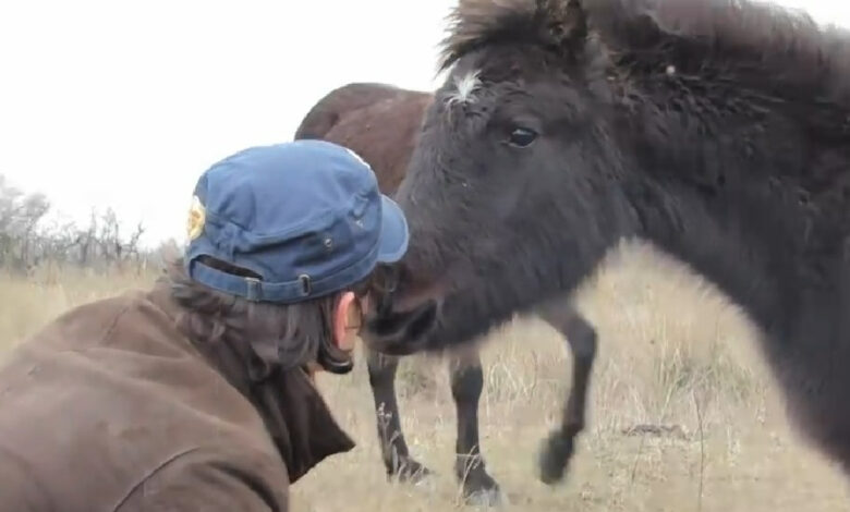 After freeing a wild horse from shackles, the vet is kissed by the grateful shepherd