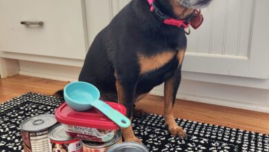 How much canned food to feed a dog?  - dog