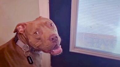 Pittie posted at Grandpa's door, once inside, he couldn't be accommodated