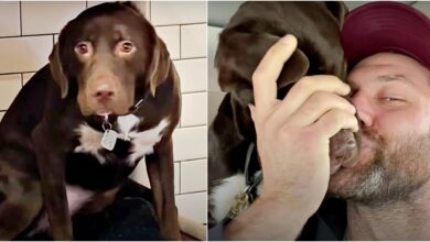 Shelter dog that doesn't believe in spirits bathes man with grateful kisses