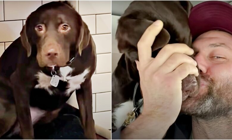 Shelter dog that doesn't believe in spirits bathes man with grateful kisses
