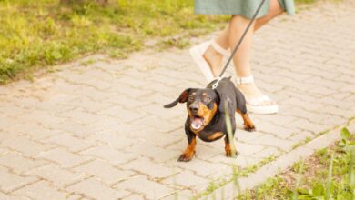 14 tips to help dogs react to leash – Dogster