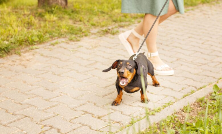 14 tips to help dogs react to leash – Dogster