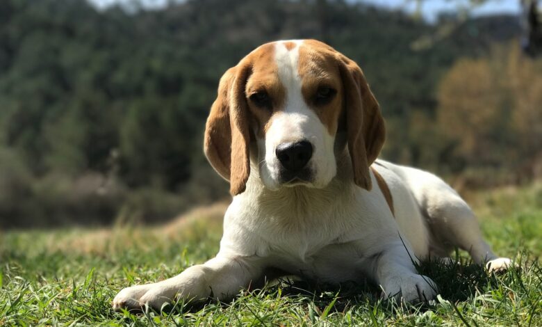 12 Best Probiotics for Beagles