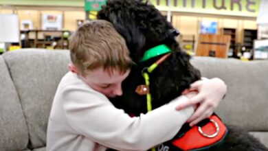 The autism service dog cares for the boy, when he feels no one else cares