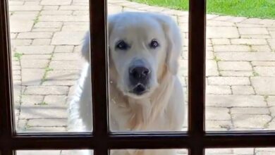 Premium Golden Retriever visits neighbors daily to give them a special gift