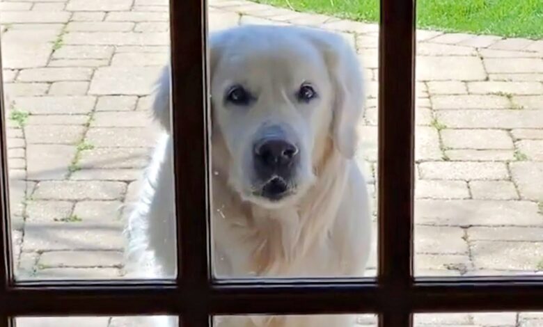 Premium Golden Retriever visits neighbors daily to give them a special gift
