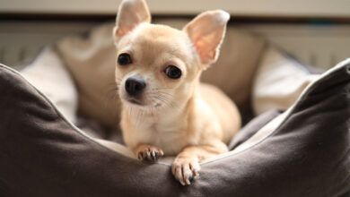 7 Strategies to Stop Protecting Your Chihuahua's Resources