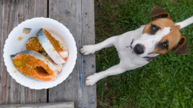 9 Best Salmon Oil Supplements for Dogs