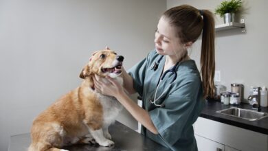 Signs, Symptoms, and Advances in Treatment - Dogster