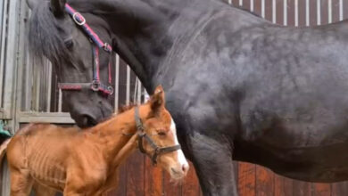 Mother horse and foal adopted after loss brought them together