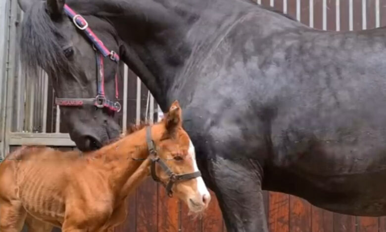 Mother horse and foal adopted after loss brought them together