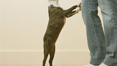 Why is my dog ​​standing on me?  - dog