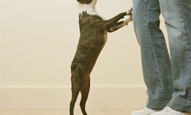 Why is my dog ​​standing on me?  - dog