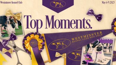 Westminster Dog Show 2023: Top Moments, Winners From Monday