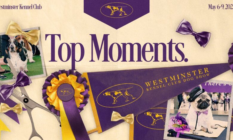 Westminster Dog Show 2023: Top Moments, Winners From Monday