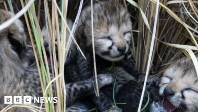 Cheetah precious baby died in Indian national park