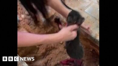 Cat stuck in a rain pipe for three days found alive