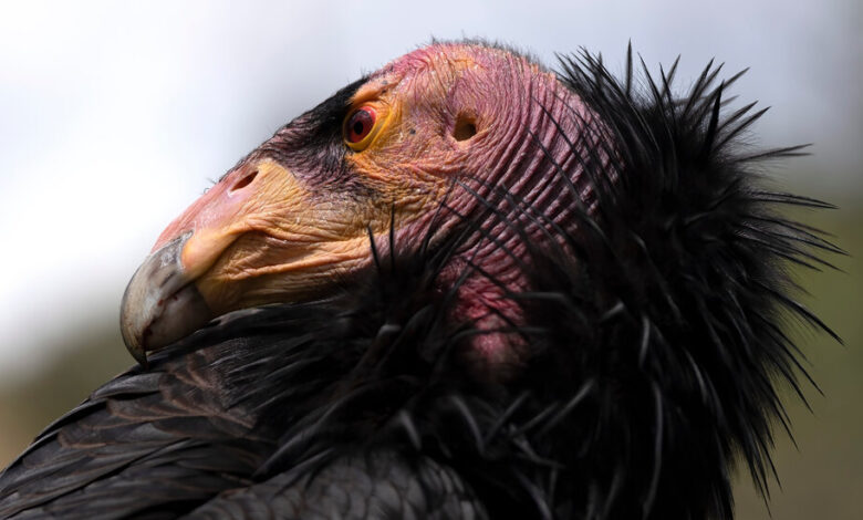 Bird Flu Vaccine Approved for Emergency Use in California Condors