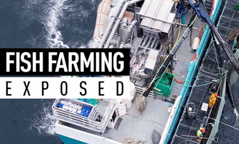 Investigation: UK fish slaughter boats exposed to new drone footage
