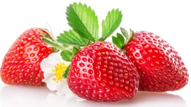 Relax, Fresh Plaza, Florida Strawberry production is increasing – Is it possible to grow?