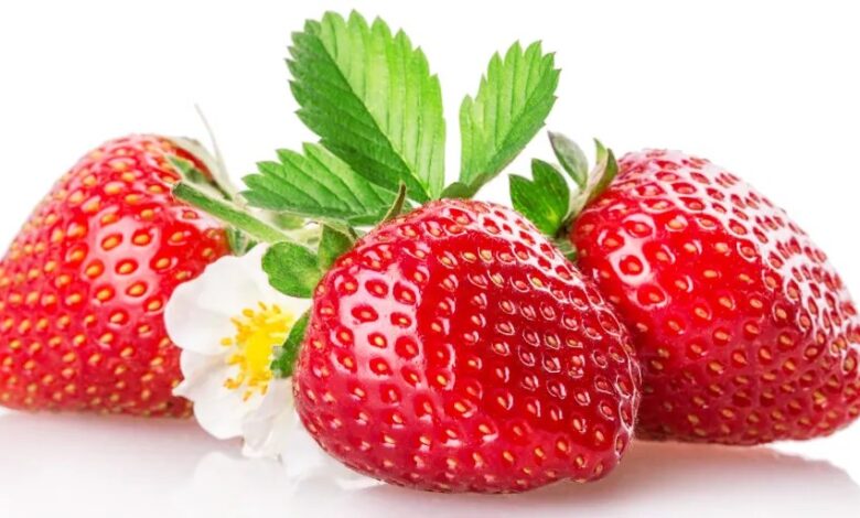 Relax, Fresh Plaza, Florida Strawberry production is increasing – Is it possible to grow?